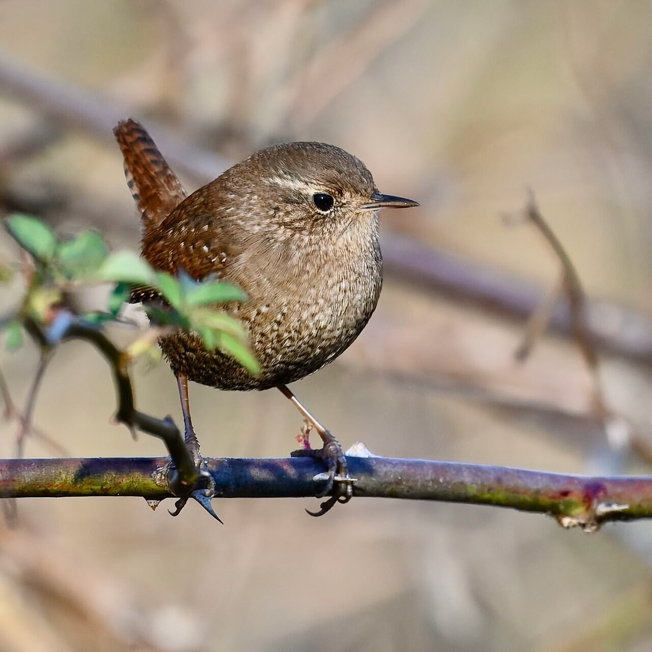 Winter wren patuxent research refuge north tract 11.24.24 by lwolfartist is licensed under CC BY 2.0.